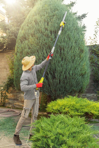 Best Tree Fertilization  in Waynesboro, GA